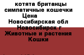 котята британцы:симпатичные кошечки › Цена ­ 2 000 - Новосибирская обл., Новосибирск г. Животные и растения » Кошки   